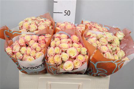 Rosa tros Candelicious