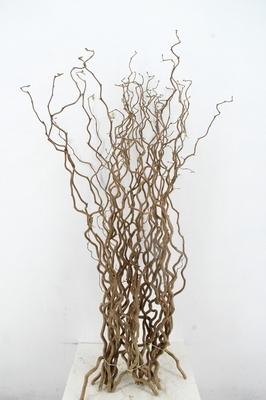 Corylus avellana 'Contorta'