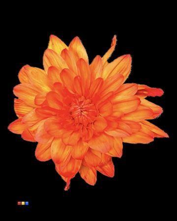 Chrysanthemum Indicum Grp tros kas kleurbehandeld H%