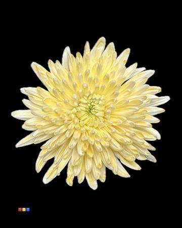 Chrysanthemum (Indicum Grp) geplozen Topspin kleurbehandeld H%
