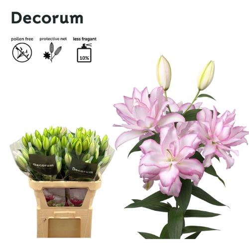 Lilium (Oriental Grp) dubbel Roselily Anouska