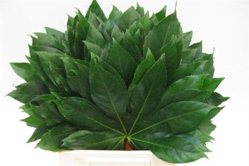 Fatsia japonica (blad)