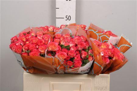 Rosa tros Summer Dance