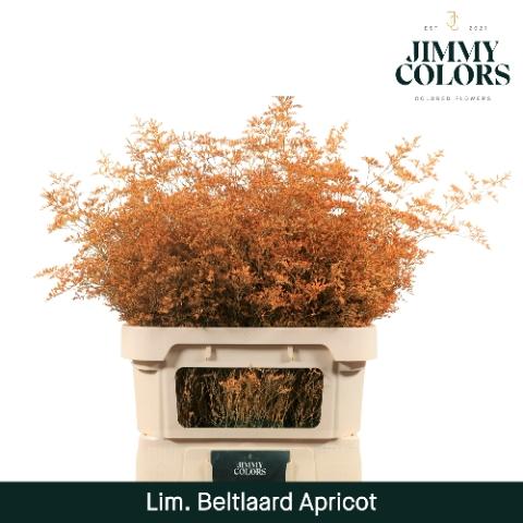 Limonium overig kleurbehandeld H%