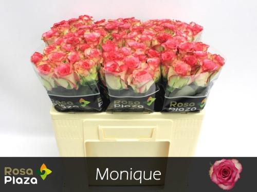 Rosa grootbloemig Kreative Bicolor 004