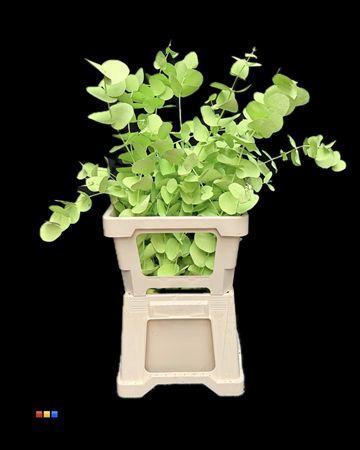 Eucalyptus cinerea kleurbehandeld per bos H%