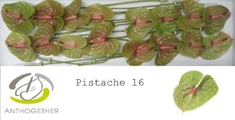 Anthurium Andreanum Grp Pistache