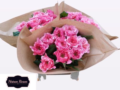 Rosa grootbloemig Regents Park!