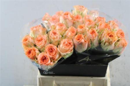 Rosa grootbloemig Barbarella