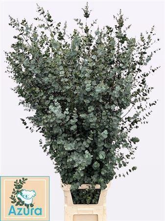 Eucalyptus gunnii Azura