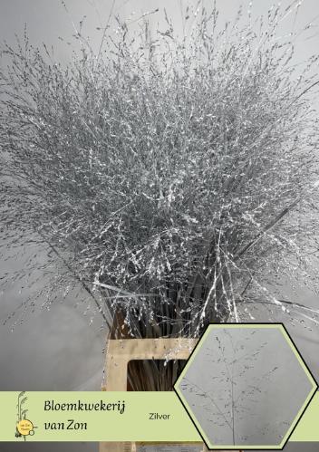 Siergras kleurbehandeld H%