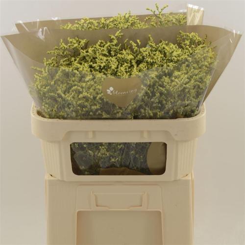 Limonium sinensis China Summer