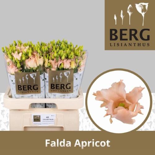 Eustoma russellianum enkelbloemig 'Falda Apricot'