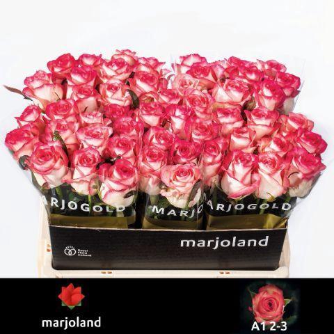 Rosa grootbloemig Jumilia