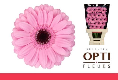 Gerbera mini Talent