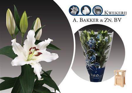 Lilium Oriental Grp 'Helvetia'