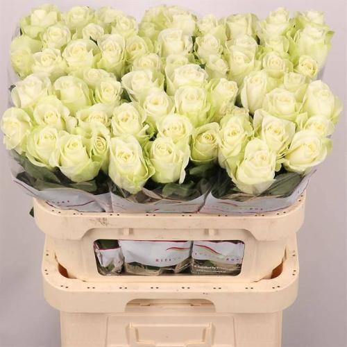 Rosa grootbloemig Snowstorm+