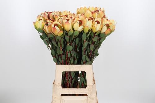 Leucadendron discolor 'Pom-pom'