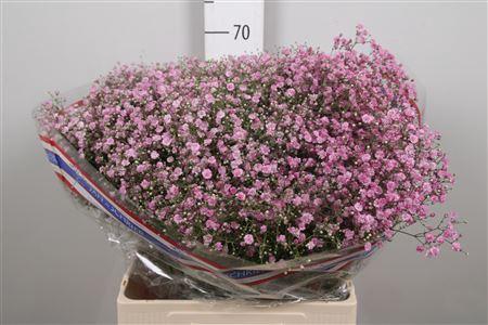 Gypsophila paniculata 'My Pink'