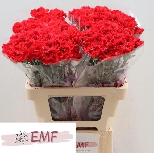 Dianthus standaard Grand Slam