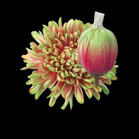 Chrysanthemum (Indicum Grp) geplozen Antonov kleurbehandeld H%