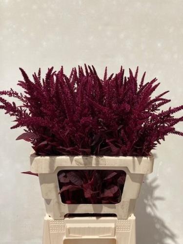 Amaranthus cruentus 'Velvet'
