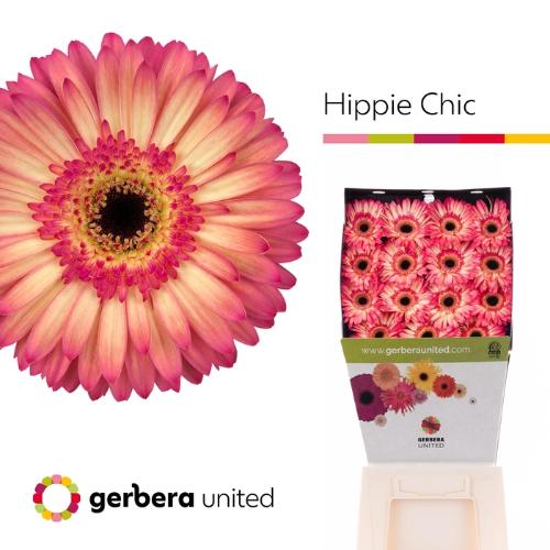 Gerbera grootbloemig 'Hippie Chic'