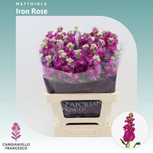 Matthiola incana 'Iron Rose'
