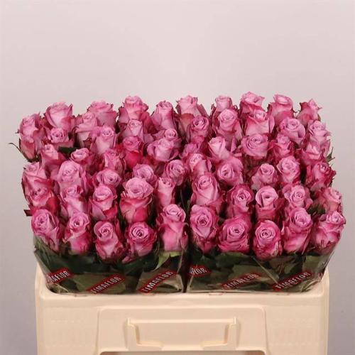 Rosa grootbloemig Maritim