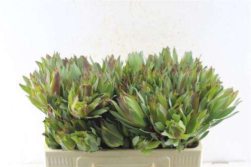 Leucadendron overig