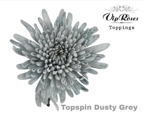 Chrysanthemum geplozen kas kleurbehandeld H%