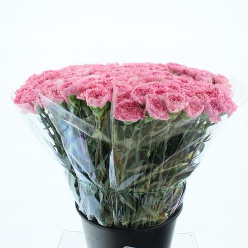 Dianthus standaard Julia