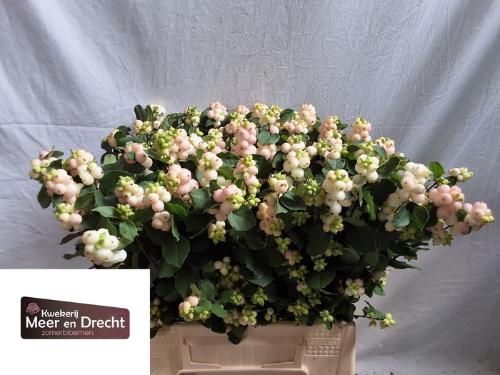 Symphoricarpos Magical Autumn Blush