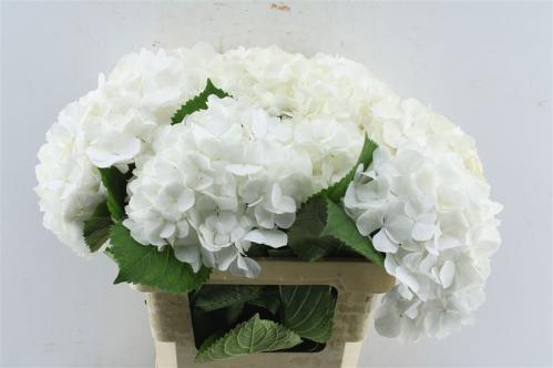 Hydrangea macrophylla Noordpool