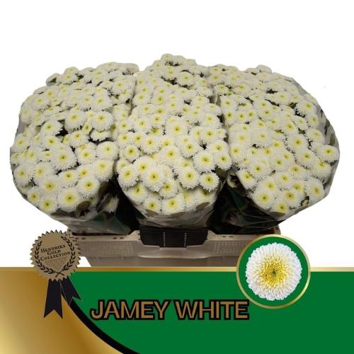 Chrysanthemum (Indicum Grp) tros santini Jamey White