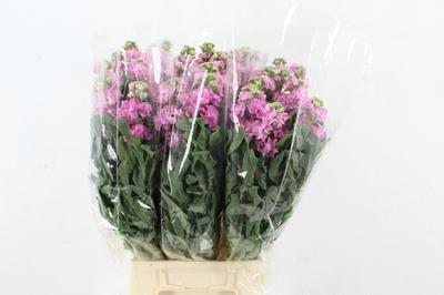 Matthiola incana 'Iron Pink'