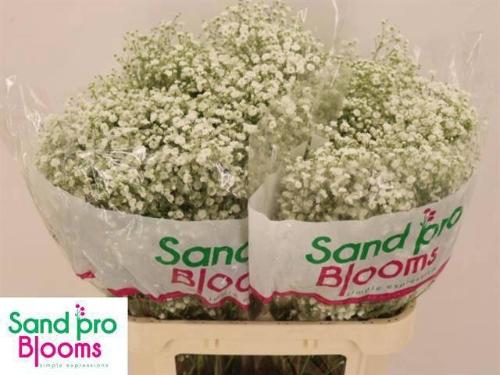 Gypsophila paniculata Xlence