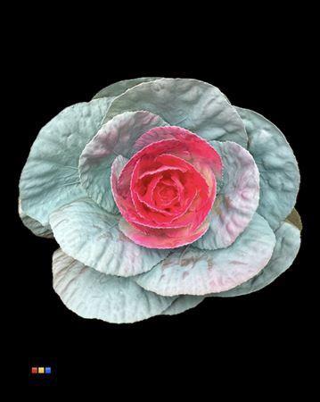 Brassica oleracea kleurbehandeld H%