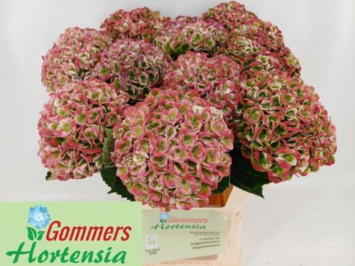 Hydrangea macrophylla Magical Revolution (classic)