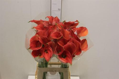 Zantedeschia 'Sunset Passion'