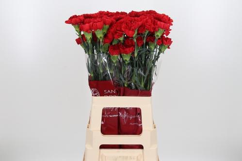 Dianthus standaard Don Pedro