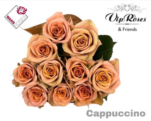 Rosa grootbloemig Cappuccino