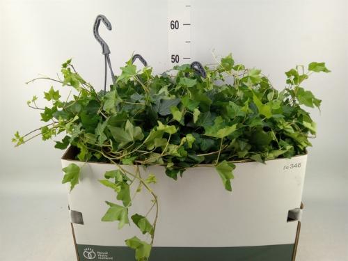 Hedera helix 'Brigitte'