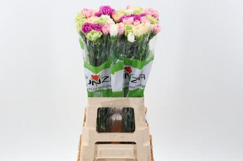 Dianthus standaard gemengd in bos