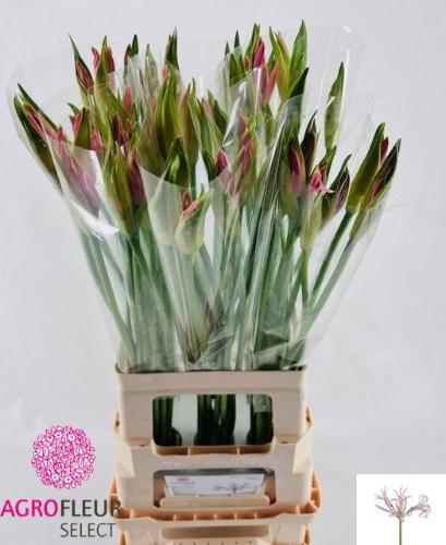 Nerine Bowdenii Grp 'Vesta K'