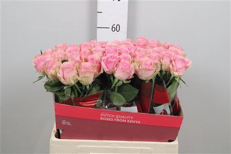 Rosa grootbloemig Wham