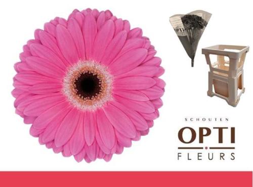 Gerbera grootbloemig 'Dreamer'