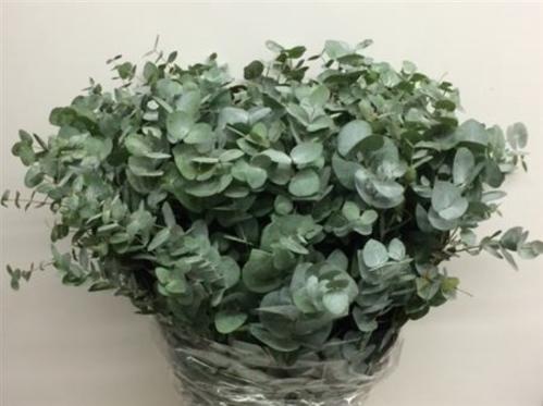 Eucalyptus per bos cinerea