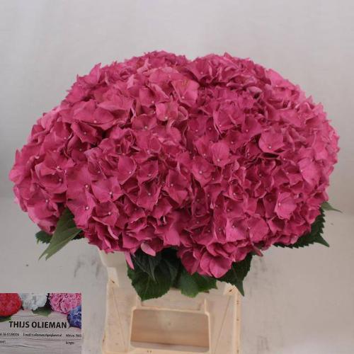 Hydrangea macrophylla 'Rodeo' (rood)