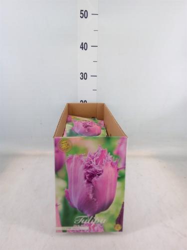 Tulipa (bol)